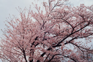 写真作品