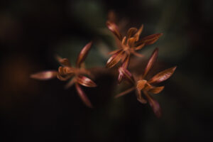 写真作品