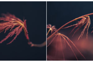 写真作品