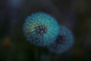 写真作品
