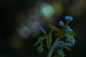 写真作品
