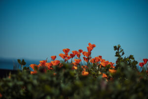 写真作品