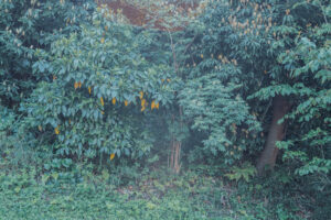 写真作品