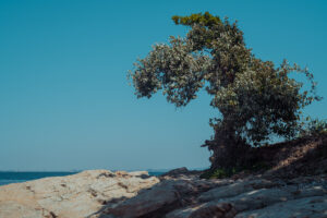 写真作品