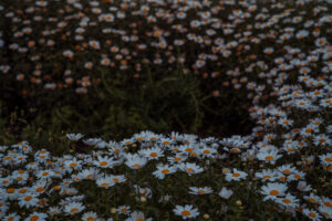 写真作品