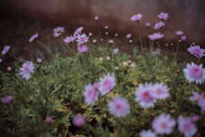 写真作品