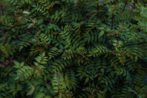 写真作品