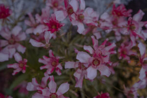 写真作品