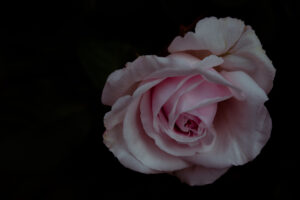 写真作品