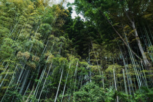 写真作品