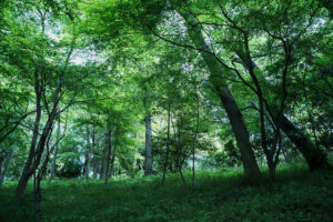 写真作品