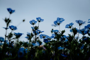 写真作品