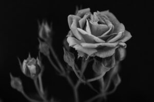 写真作品