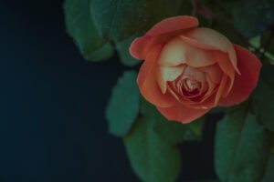写真作品