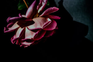 写真作品