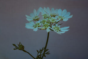 写真作品