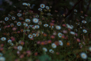 写真作品