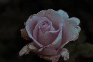 写真作品