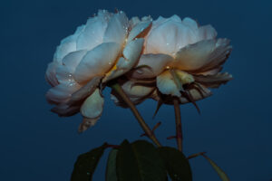 写真作品