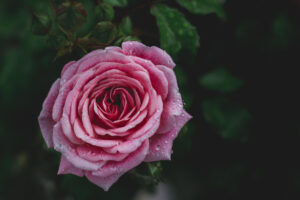 写真作品