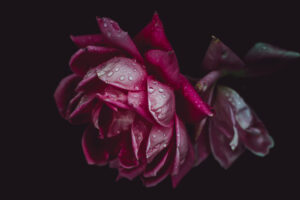 写真作品