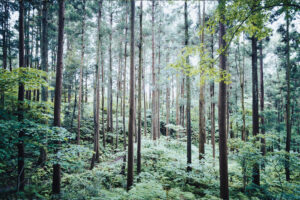 写真作品