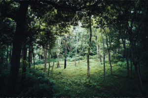 写真作品