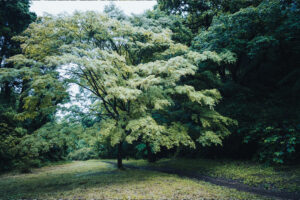 写真作品