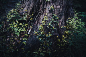 写真作品