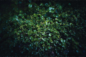 写真作品