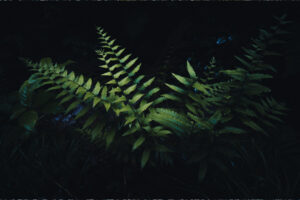 写真作品