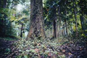 写真作品