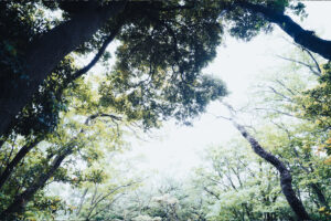 写真作品