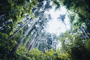 写真作品