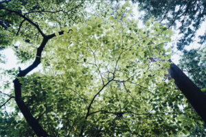 写真作品