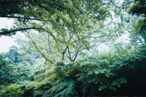 写真作品