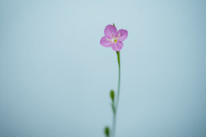 花を撮る理由