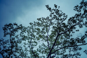 写真作品
