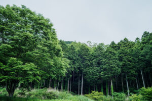 写真作品