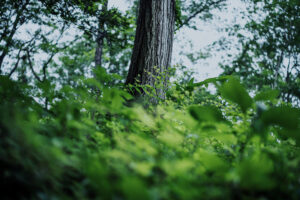 写真作品
