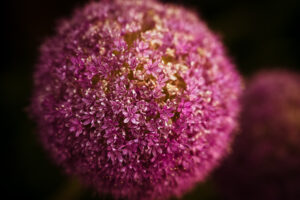 写真作品