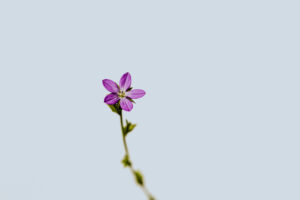 写真作品