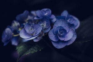 写真作品