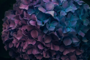 写真作品