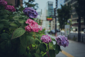 写真作品