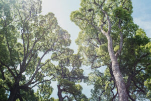 写真作品