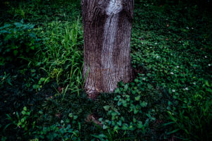 写真作品