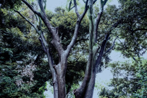 写真作品