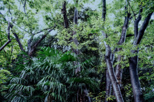 写真作品