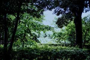 写真作品